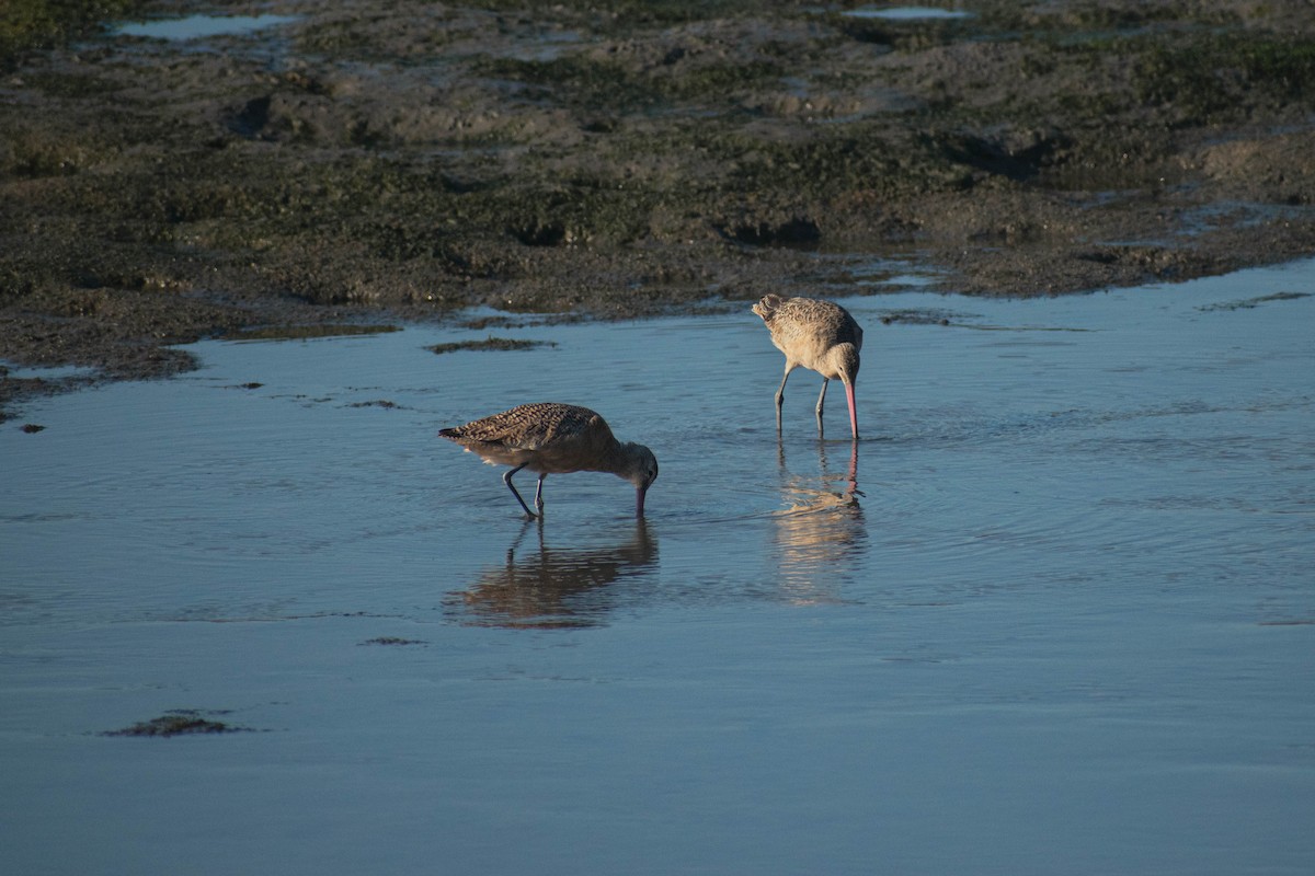 Marbled Godwit - ML642298358