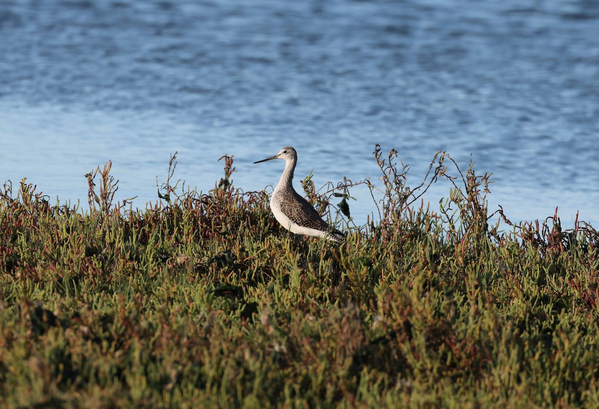 Greater Yellowlegs - ML642298366