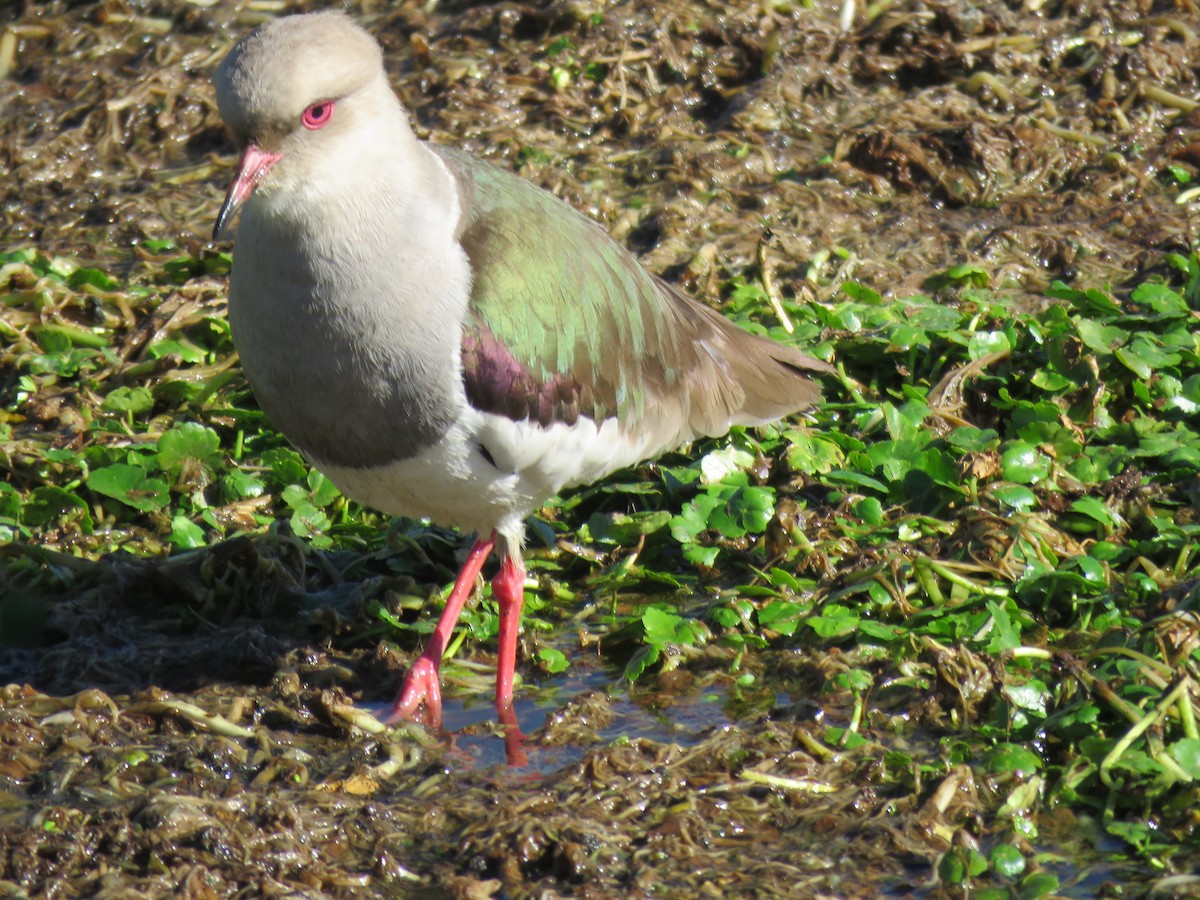 Andean Lapwing - ML642298368