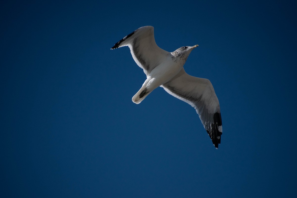 Larus sp. - ML642298375