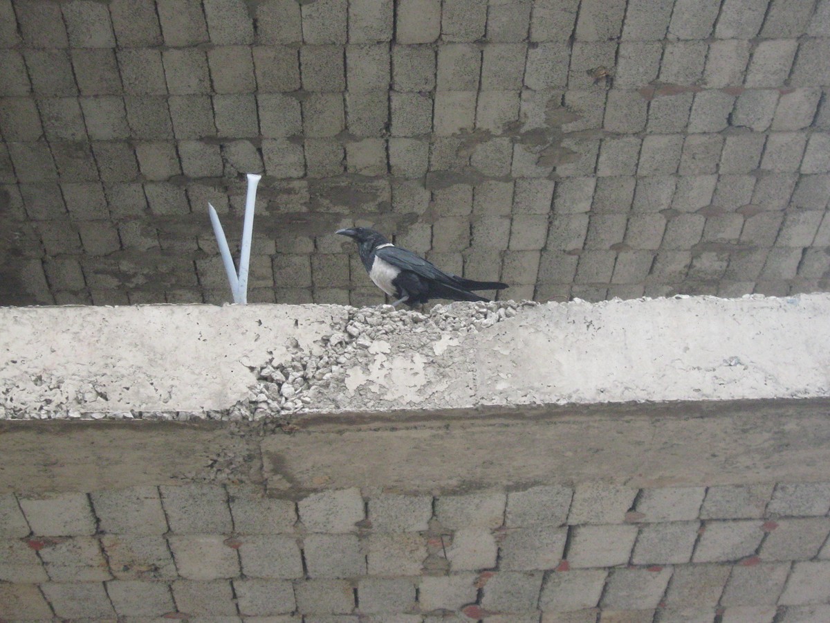 Pied Crow - ML642298384