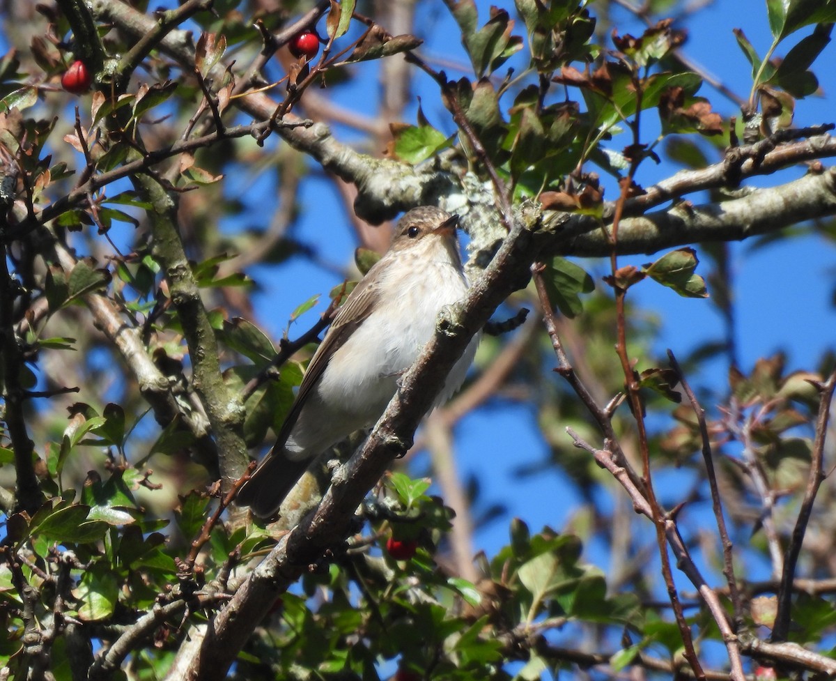 Spotted Flycatcher - ML642298386