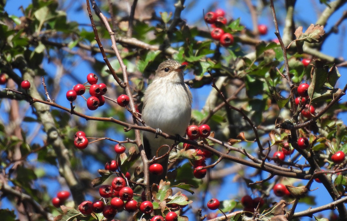 Spotted Flycatcher - ML642298387