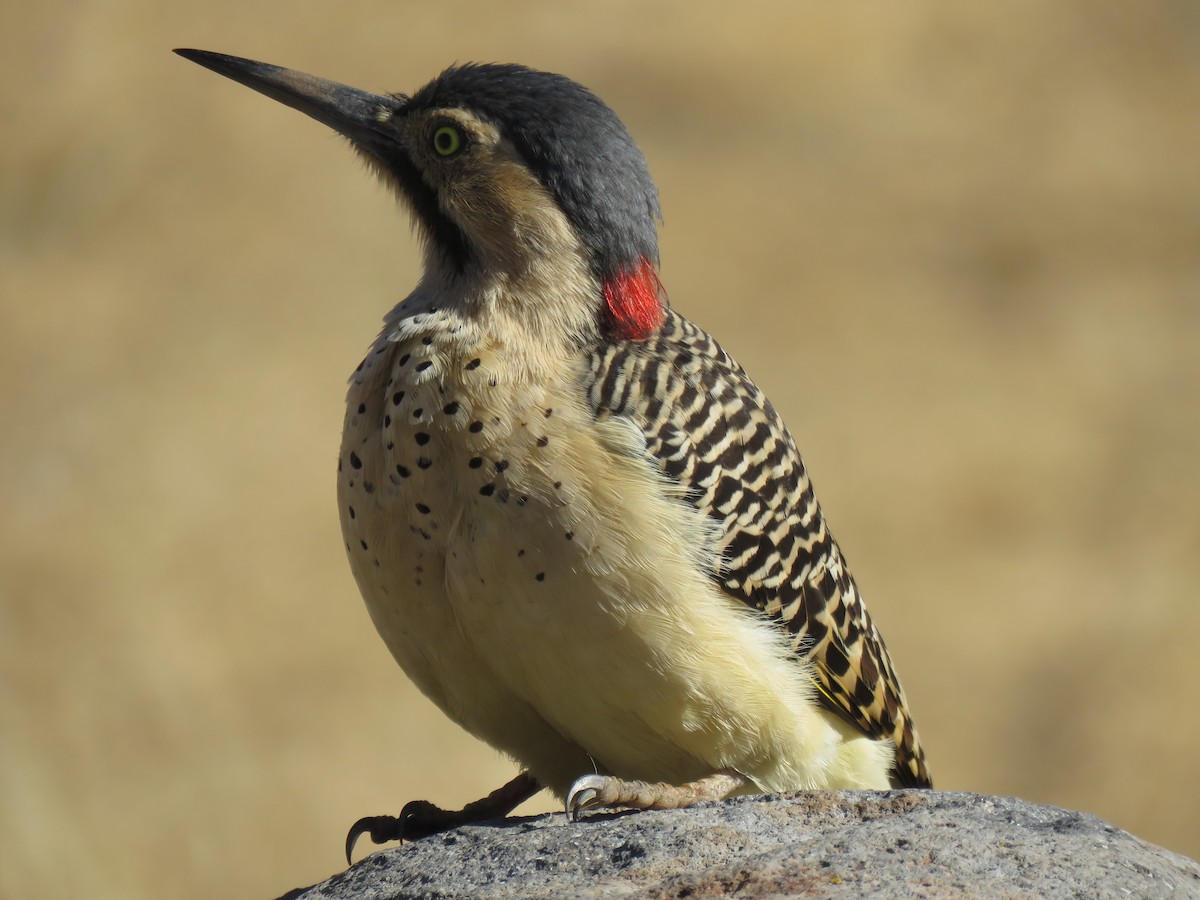 Andean Flicker - ML642298390