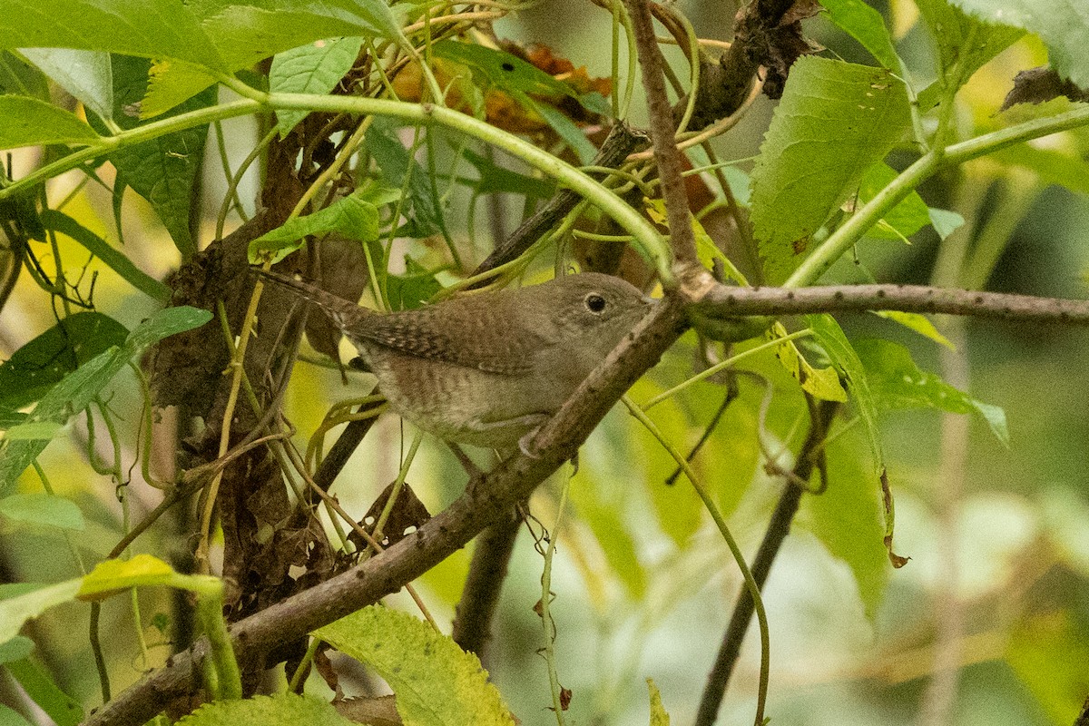 Northern House Wren (Northern) - ML642298391