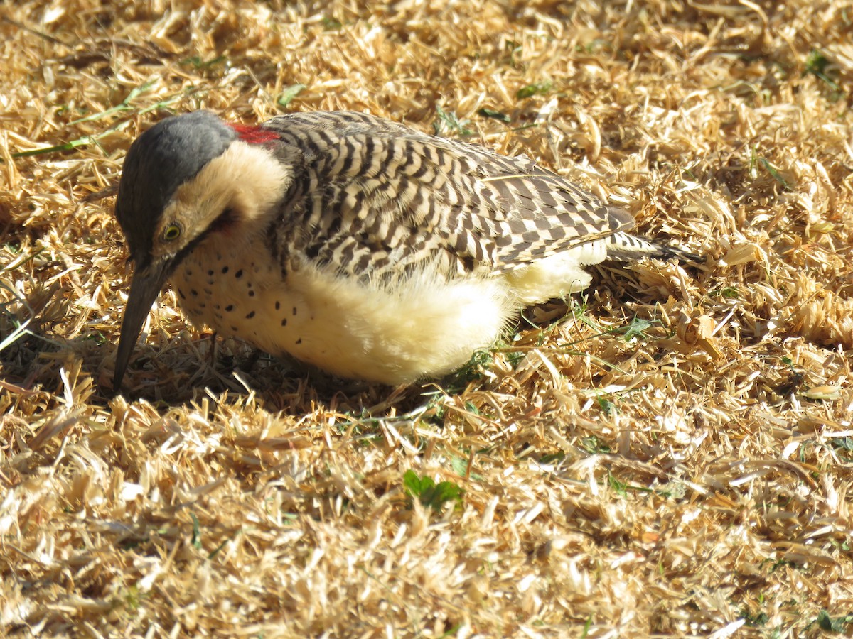Andean Flicker - ML642298396
