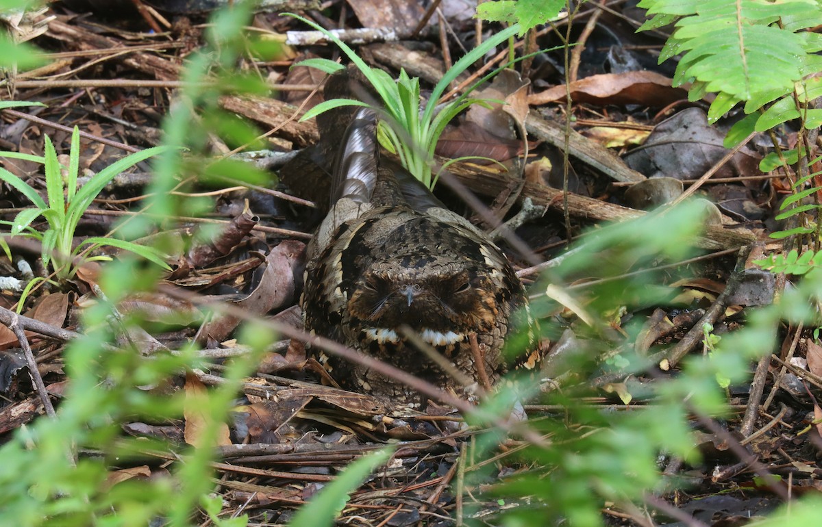 Philippine Nightjar - ML642298399