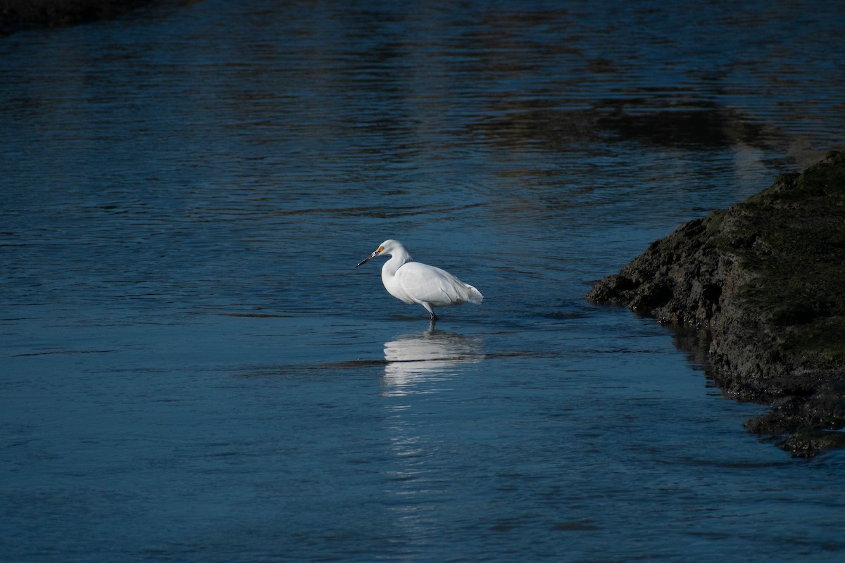 Snowy Egret - ML642298416