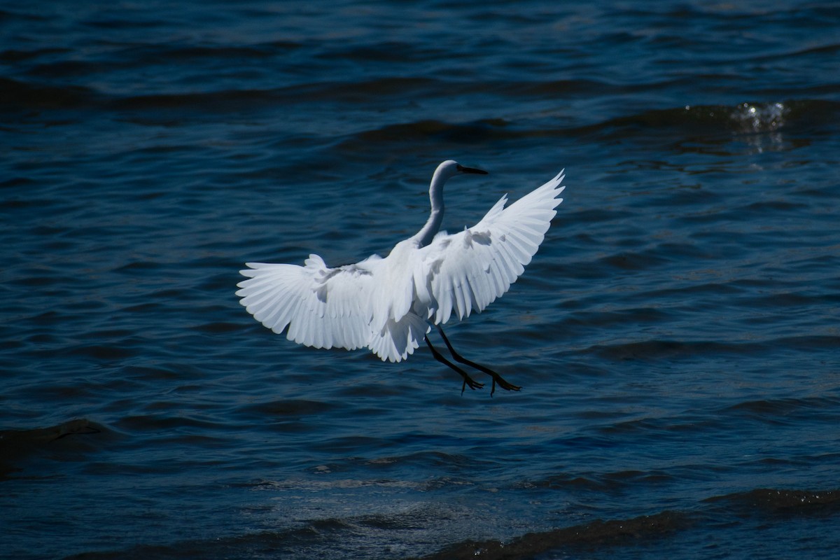 Snowy Egret - ML642298417