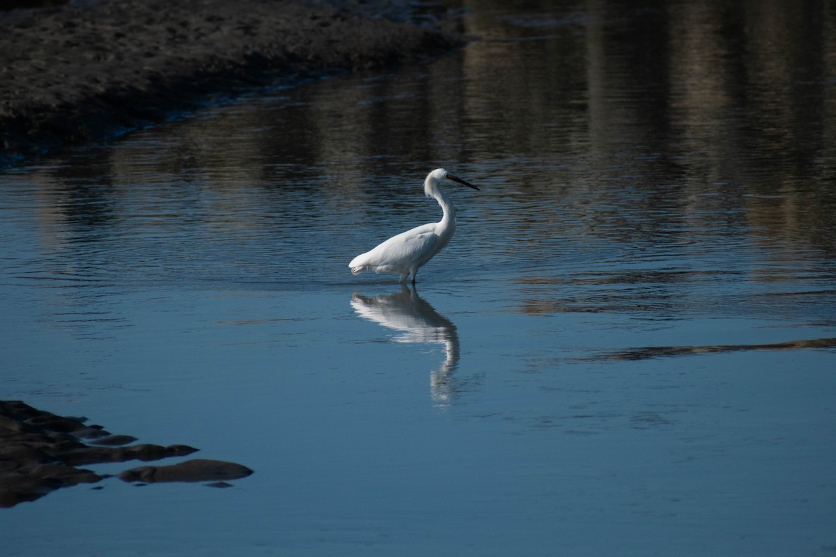 Snowy Egret - ML642298418