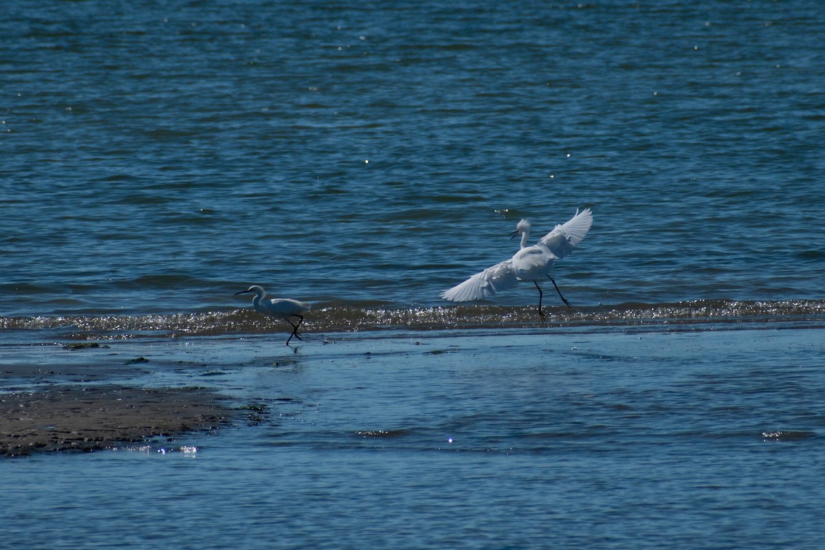 Snowy Egret - ML642298419