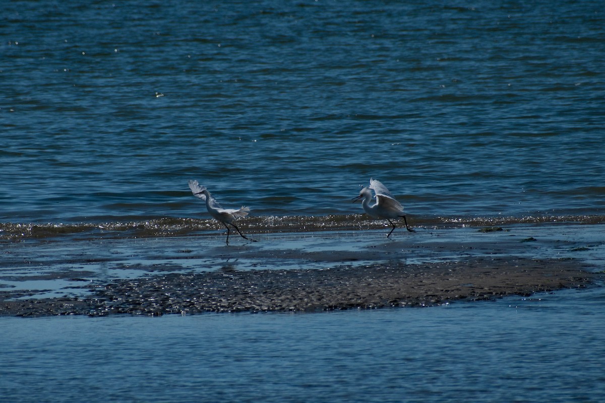 Snowy Egret - ML642298420