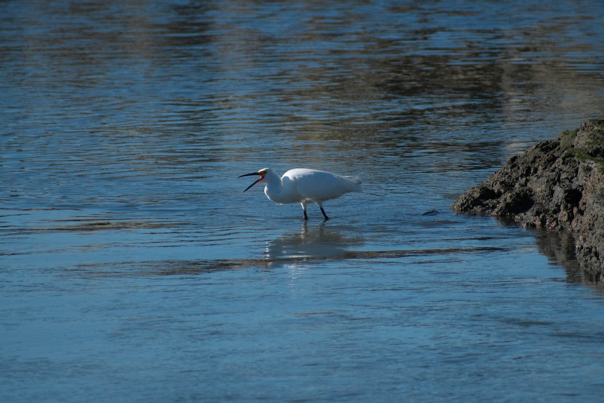 Snowy Egret - ML642298421