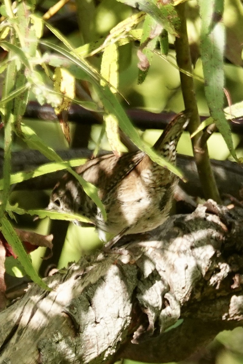 Northern House Wren - ML642298429