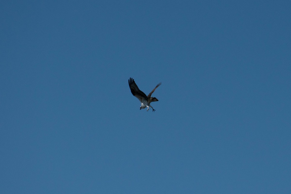 Osprey - ML642298439