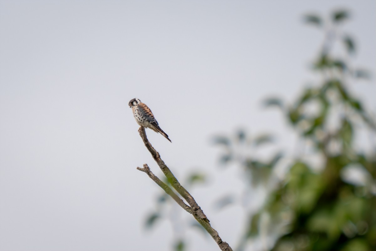 American Kestrel - ML642298456