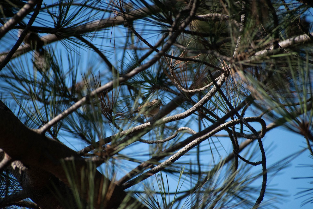White-crowned Sparrow - ML642298457