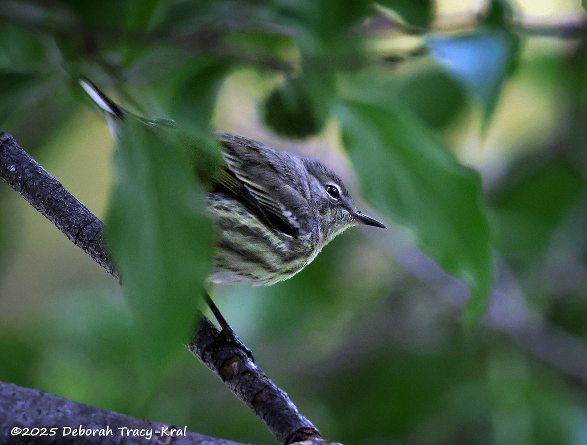 Cape May Warbler - ML642298463