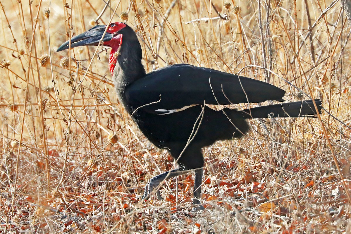 Southern Ground-Hornbill - ML642298470