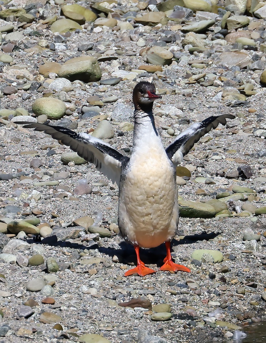 Common Merganser - ML642298484