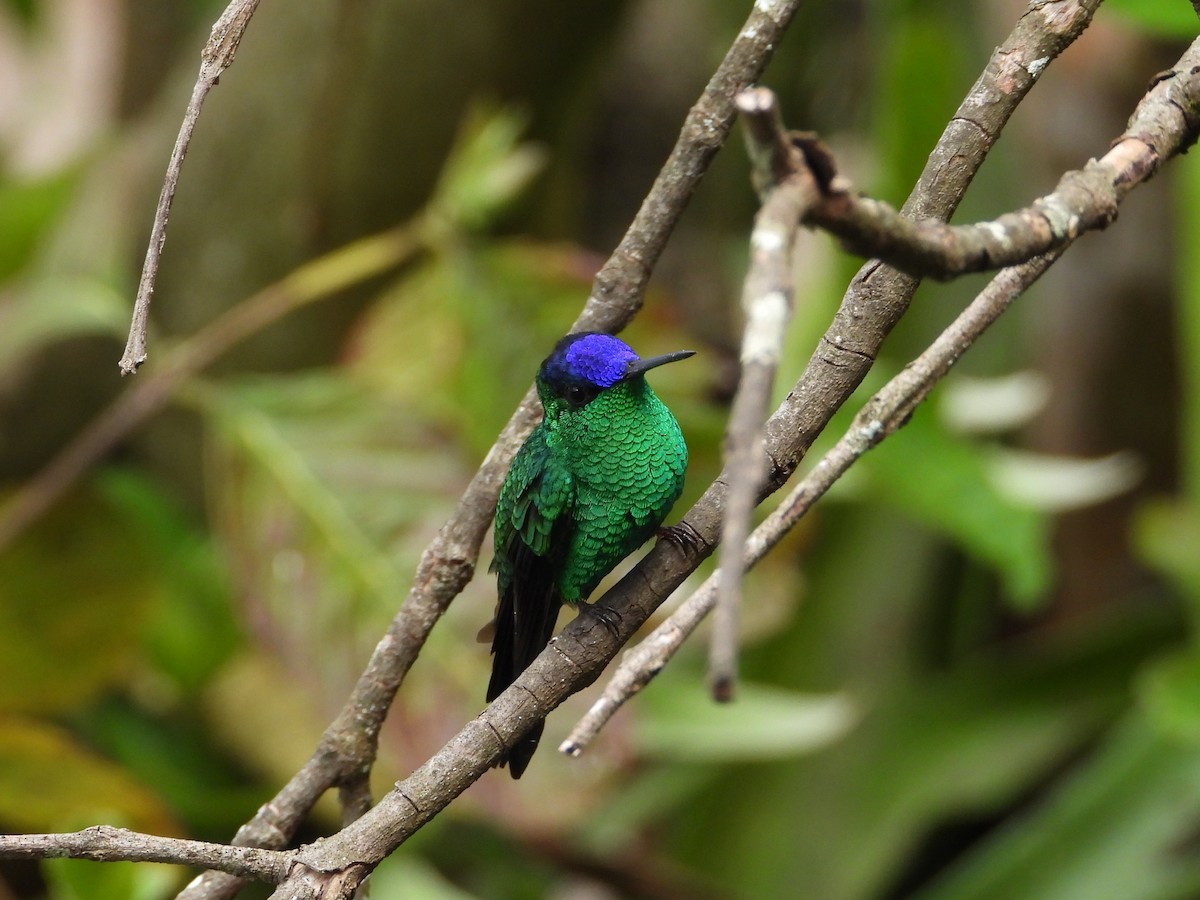 Violet-capped Woodnymph - ML642298486