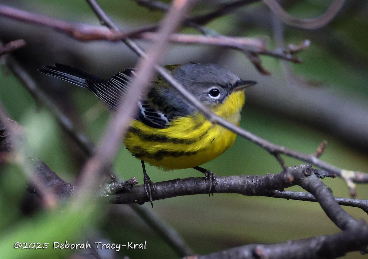 Magnolia Warbler - ML642298487