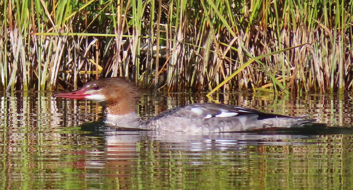 Common Merganser - ML642298488