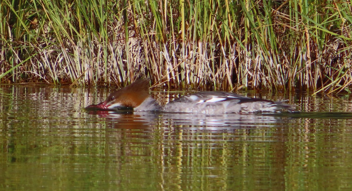 Common Merganser - ML642298489