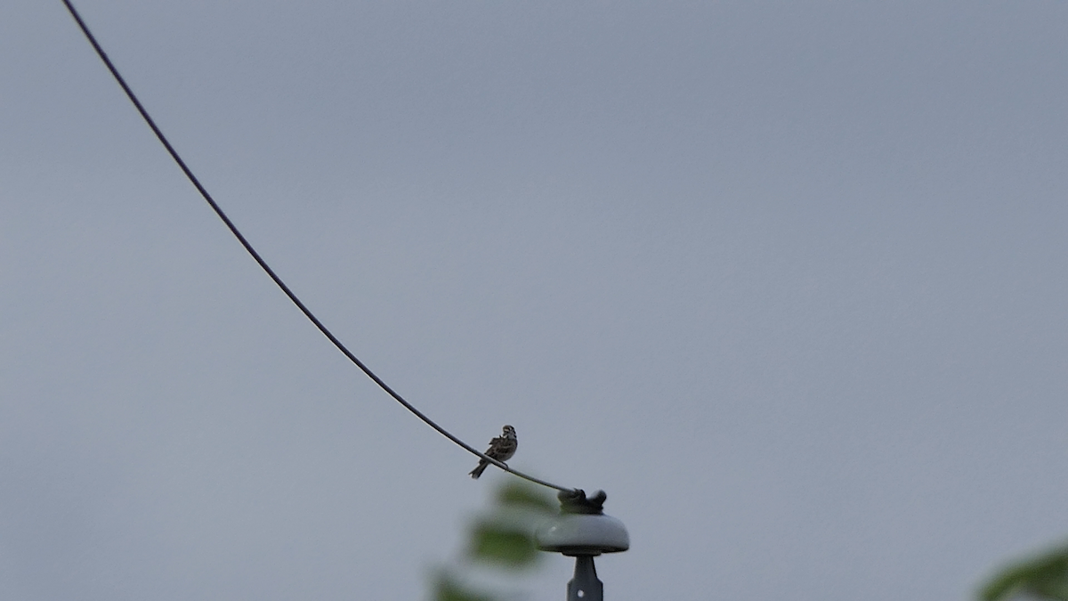 Lark Sparrow - ML642298493