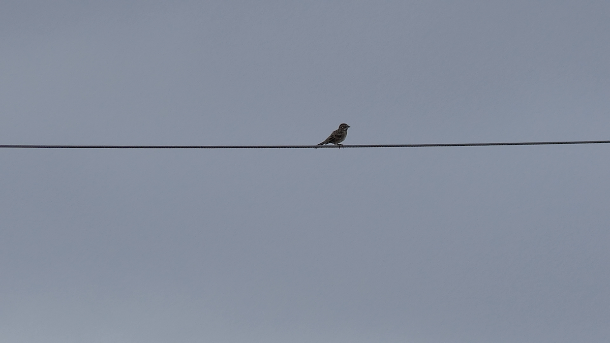 Lark Sparrow - ML642298494
