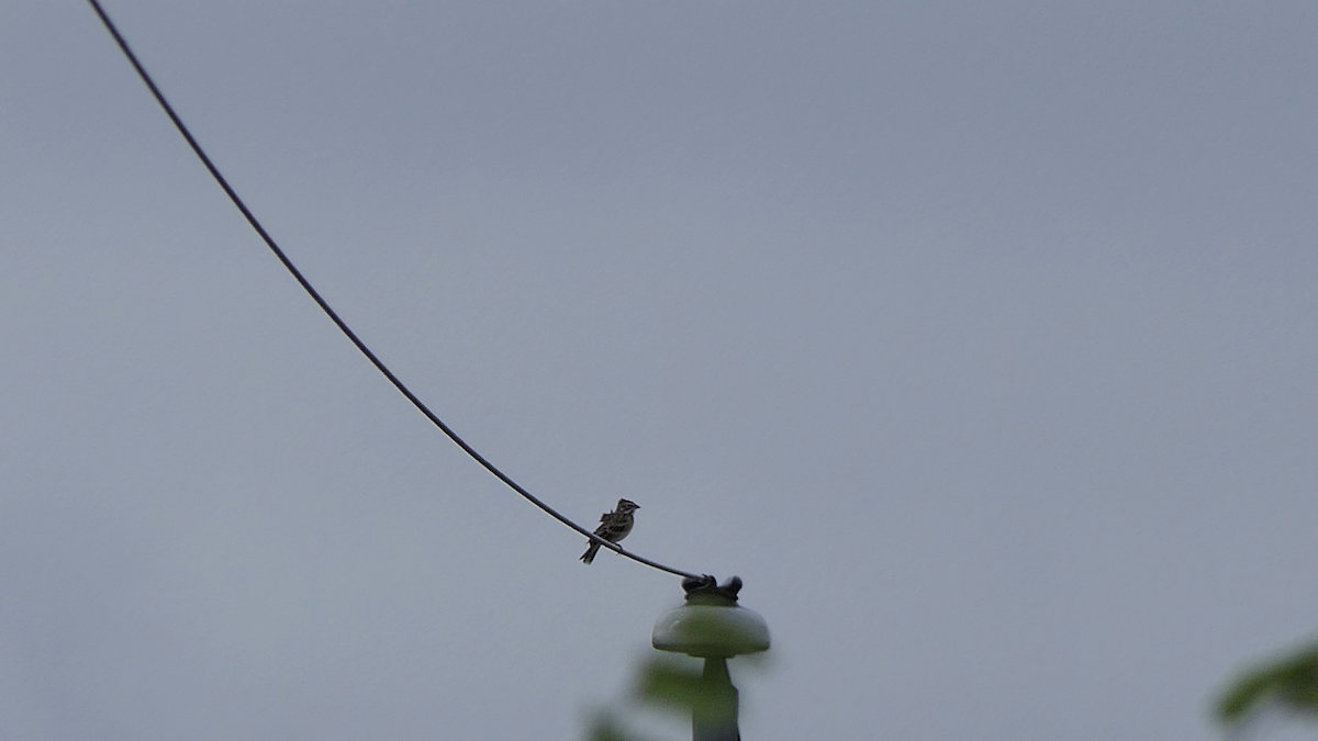 Lark Sparrow - ML642298495