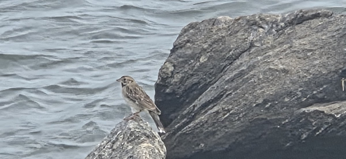 Lark Sparrow - ML642298499
