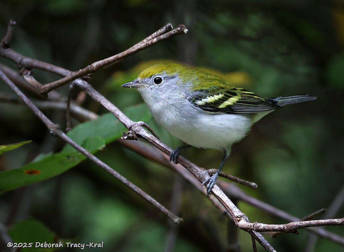 Chestnut-sided Warbler - ML642298504