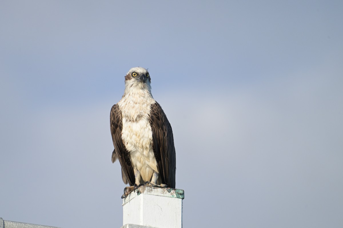 Osprey - ML642298506