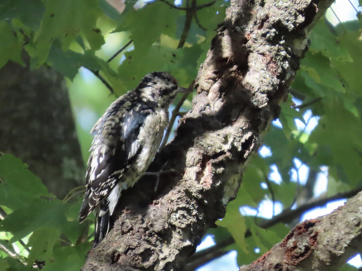 Yellow-bellied Sapsucker - ML642298507