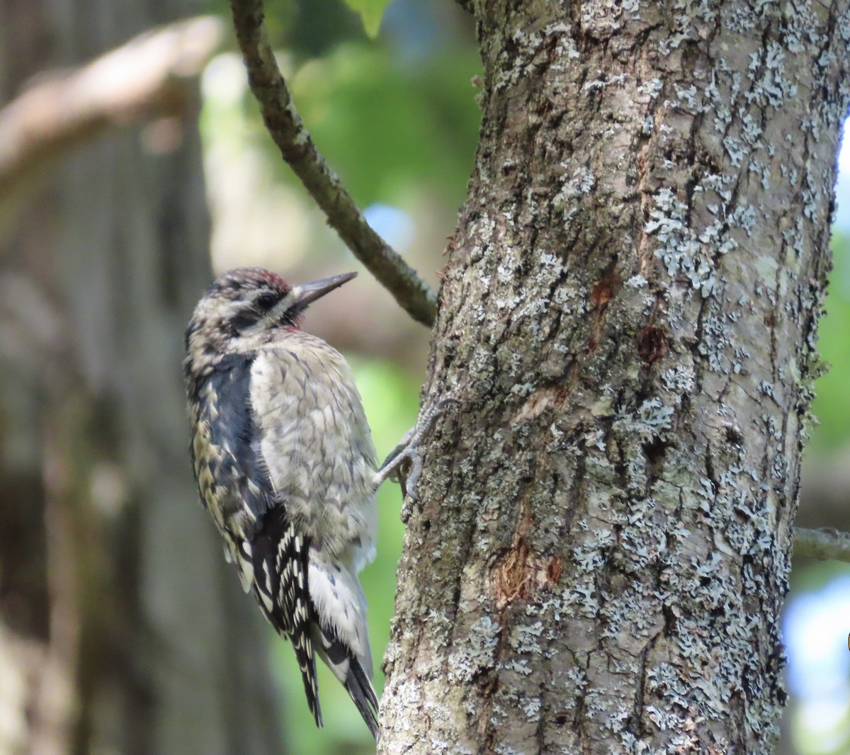 Yellow-bellied Sapsucker - ML642298508