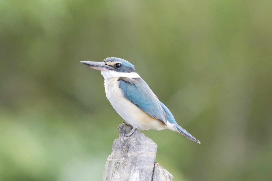 Sacred Kingfisher - ML642298510