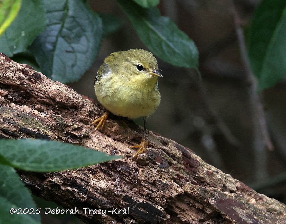 Blackpoll Warbler - ML642298511