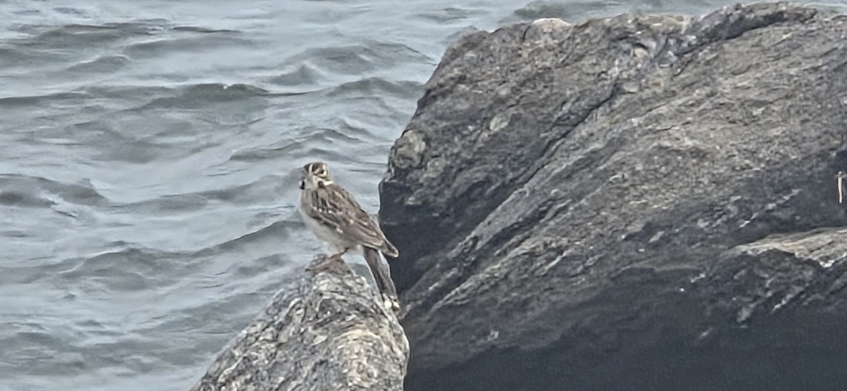 Lark Sparrow - ML642298514