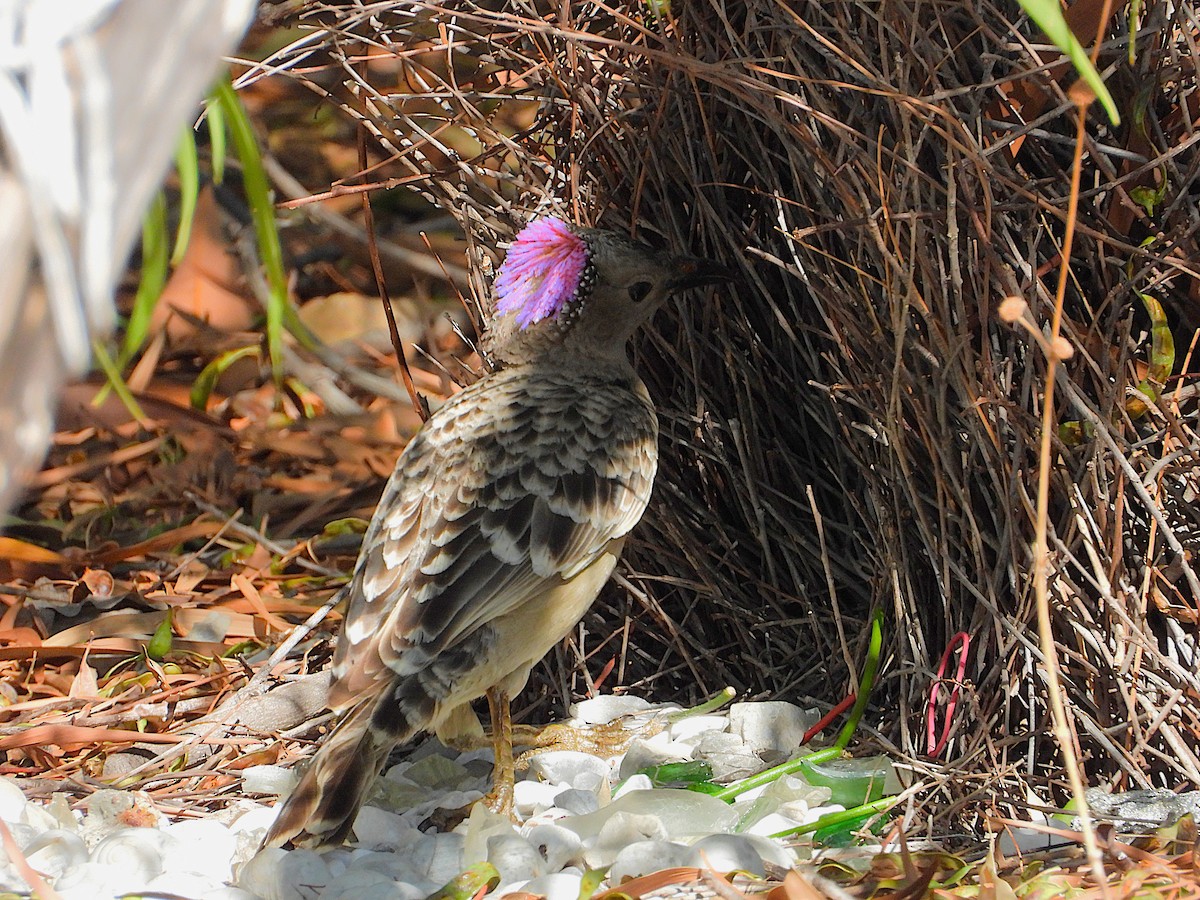 Great Bowerbird - ML642298515