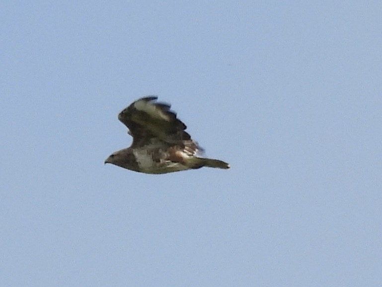 Common Buzzard - ML642298516