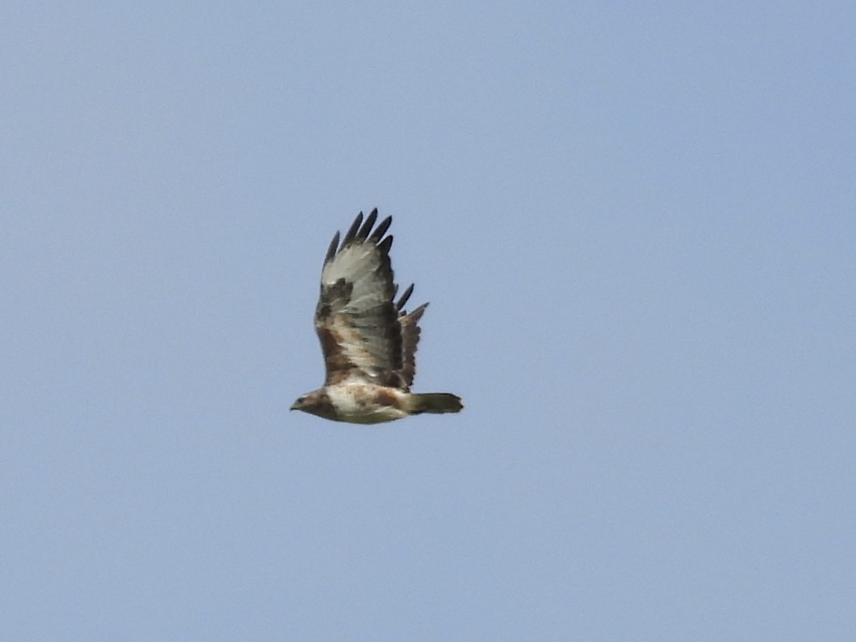 Common Buzzard - ML642298517