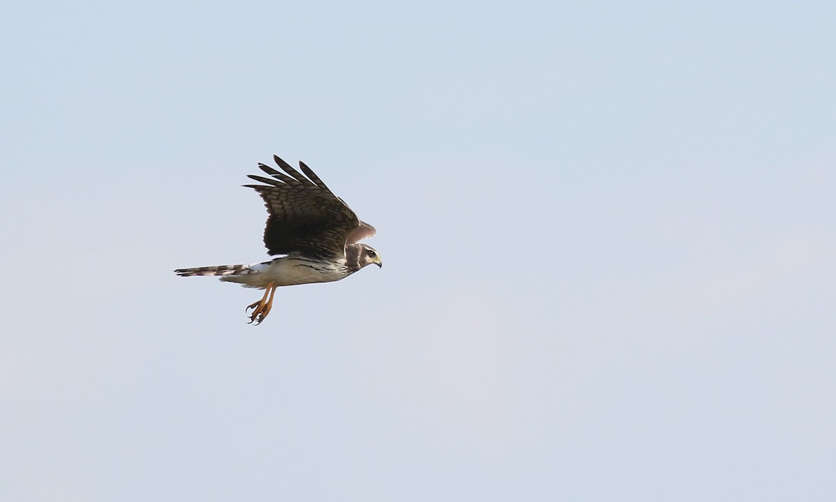 Long-winged Harrier - ML642298519
