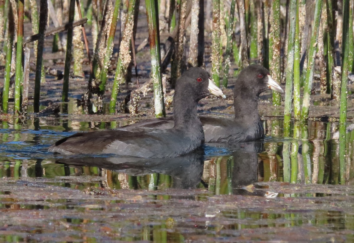 American Coot - ML642298520