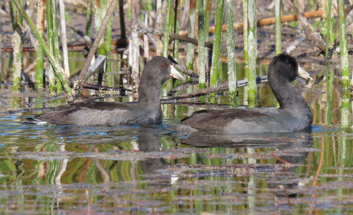 American Coot - ML642298521