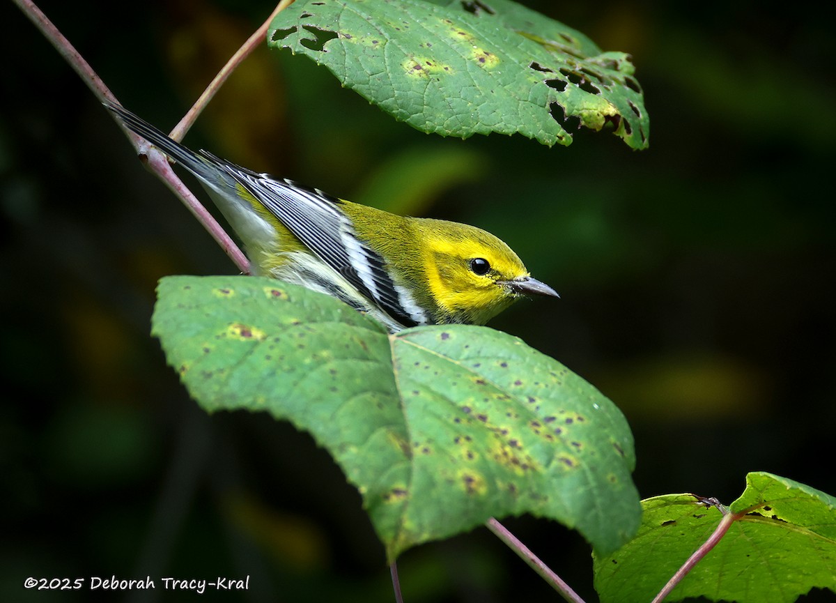 Black-throated Green Warbler - ML642298522