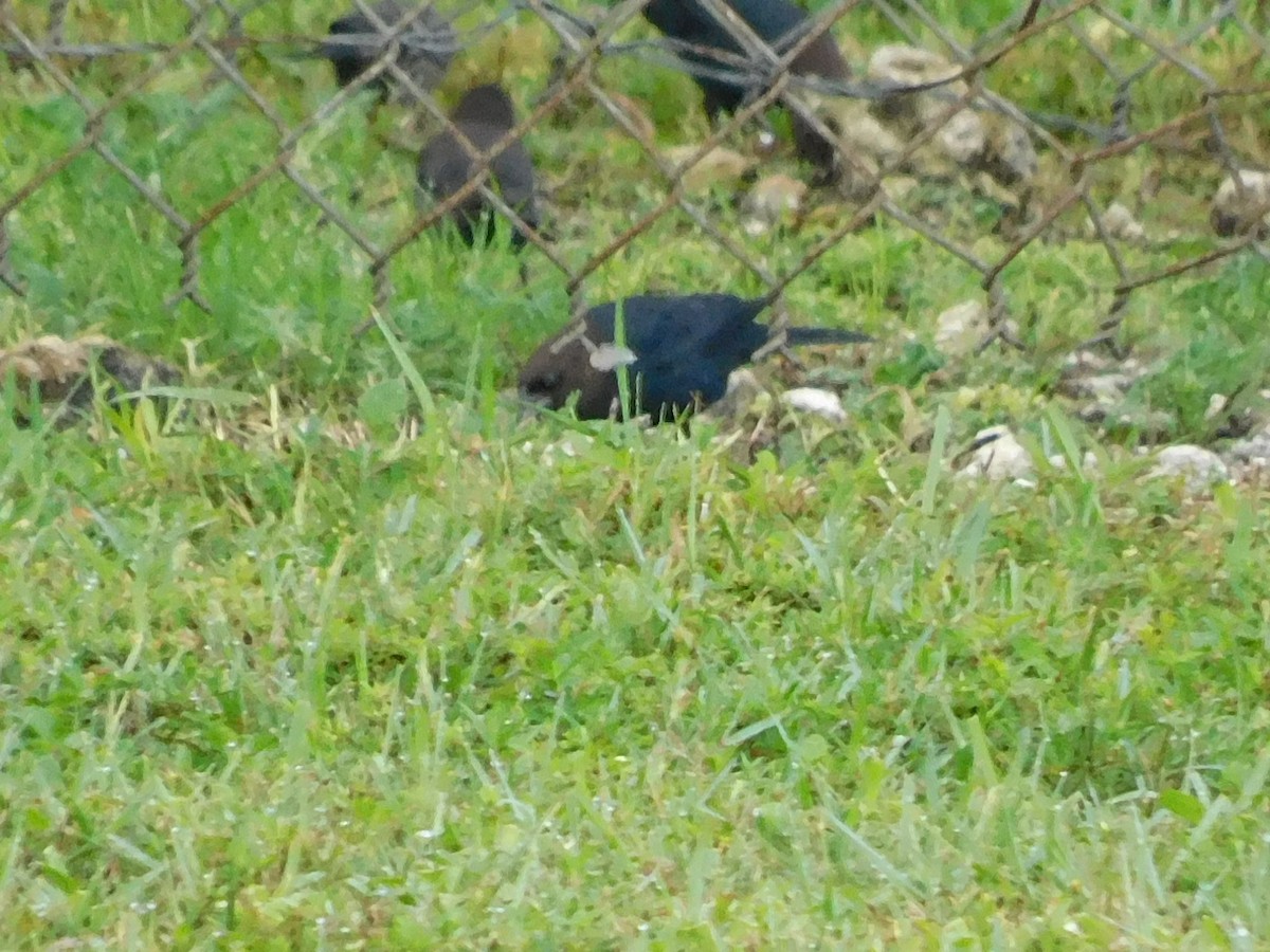 Brown-headed Cowbird - ML642298525