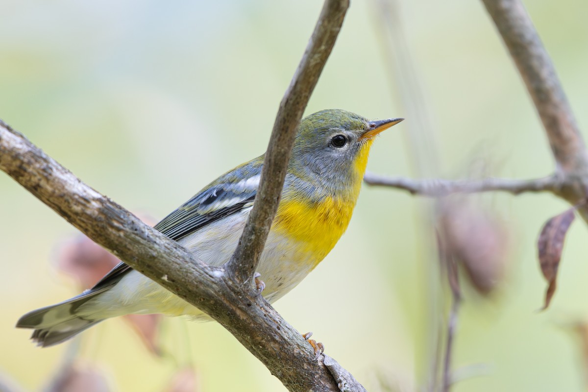Northern Parula - ML642298527