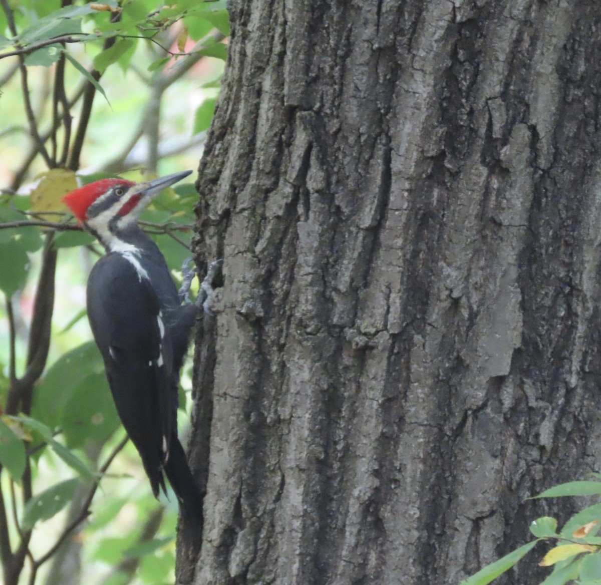 Pileated Woodpecker - ML642298528
