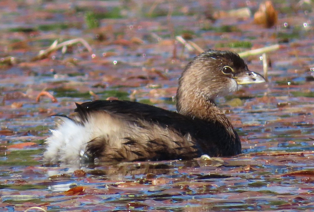 Pied-billed Grebe - ML642298532